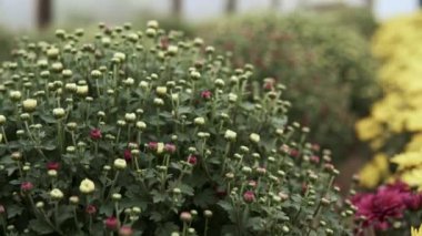 Kamera, seranın içinde yetişen bir sürü kasımpatı çiçeğinin üzerinden kayıyor.