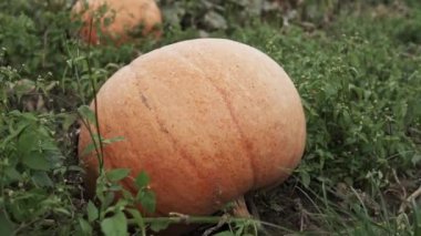Kamera tarlada büyüyen balkabağının üzerinden kayıyor