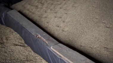 Hasat zamanı tarladan toplanan tahılların üzerinden kayar.