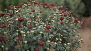 Kamera, seranın içinde yetişen bir sürü kasımpatı çiçeğinin üzerinden kayıyor.