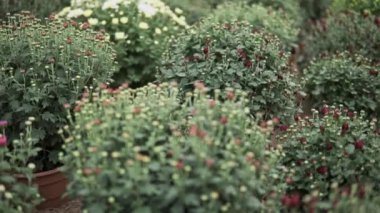 Kamera, seranın içinde yetişen bir sürü kasımpatı çiçeğinin üzerinden kayıyor.