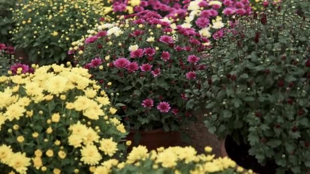 Diapositiva Della Macchina Fotografica Sopra Lotti Dei Fiori Del Crisantemo — Video Stock