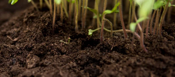 Perto Pequena Planta Cultivada Sementes Solo Fértil Dentro Uma Estufa — Fotografia de Stock