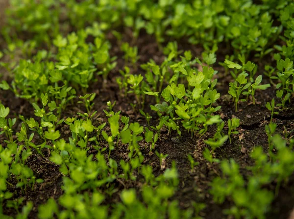 Gros Plan Petits Semis Poussant Dans Sol Fertile Intérieur Une — Photo