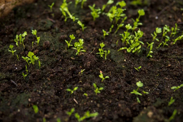 Κοντινό Πλάνο Της Καλλιέργειας Μικρών Σπόρων Εύφορο Έδαφος Μέσα Θερμοκήπιο — Φωτογραφία Αρχείου