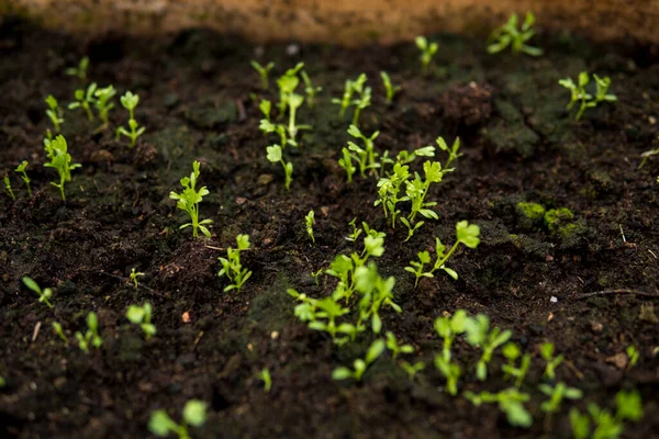 Perto Pequena Planta Cultivada Sementes Solo Fértil Dentro Uma Estufa — Fotografia de Stock