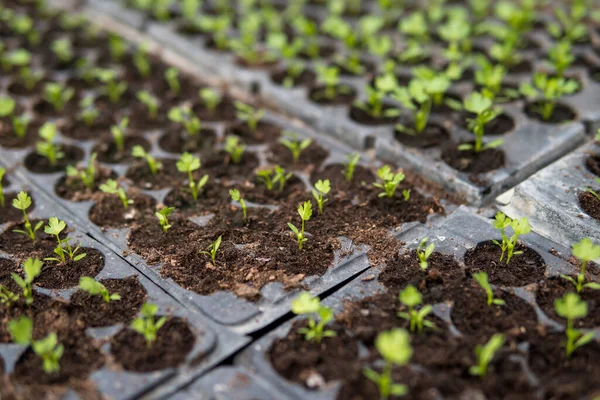 Detalhe Pequenas Verduras Que Crescem Dentro Uma Estufa Início Primavera — Fotografia de Stock