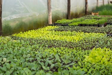 Bahar mevsiminde bir seranın içinde büyüyen bitki tohumları.