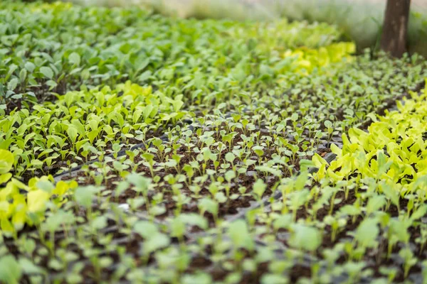 Kis Palánták Növényekből Amelyek Üvegházban Nőnek Tavaszi Időszakban — Stock Fotó