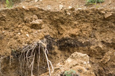 destroyed layers of lithosol soil with visible sediments on black layer
