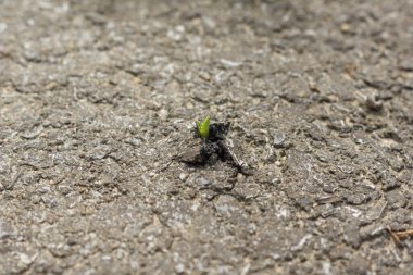 detail of a small plant growing through an asphalt