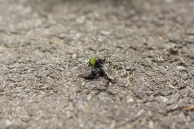 detail of a small plant growing through an asphalt