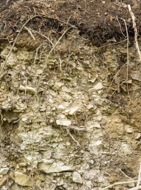 visible layers of lithosol type soil in  Bieszczady Mountains