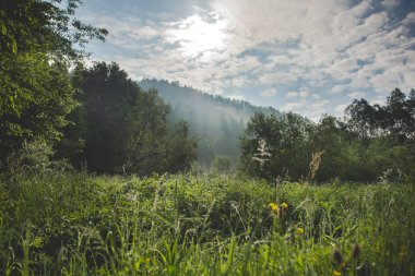 Polonya 'daki Bieszczadyl dağlarında sabah manzarası küçük bir sis ile
