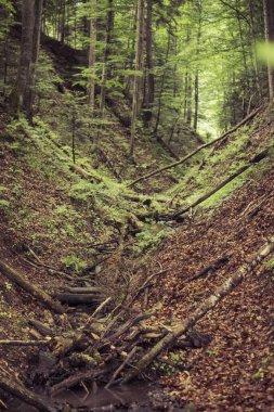 Dağlardaki ormanın içinde V şeklinde bir vadi olan manzara.