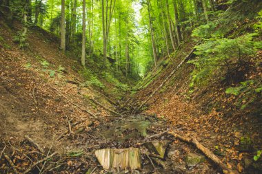 Dağlardaki ormanın içinde V şeklinde bir vadi olan manzara.