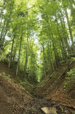 Dağlardaki ormanın içinde V şeklinde bir vadi olan manzara.