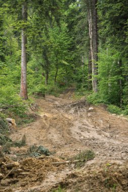 Bieszczady dağlarındaki tepelik bir arazide ormanın içinden geçen toprak yolu.