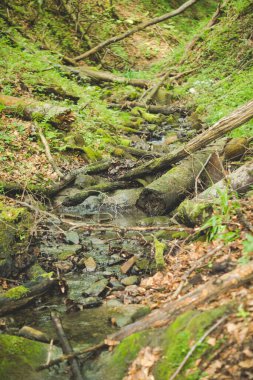 Dağlardaki ormanın içinde V şeklinde bir vadi olan manzara.