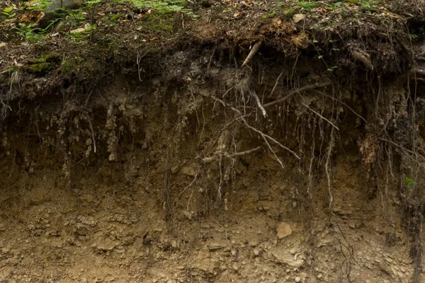 Visible Layers Lithosol Type Soil Bieszczady Mountains — Stok fotoğraf