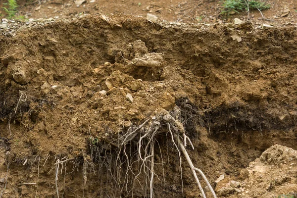 Destroyed Layers Lithosol Soil Visible Sediments Black Layer — Fotografia de Stock