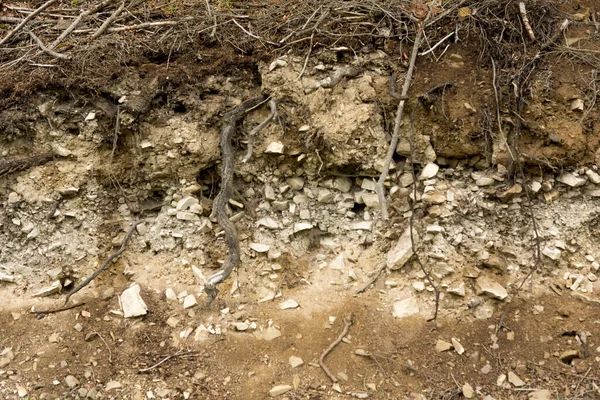 Zichtbare Lagen Van Lithosol Type Bodem Bieszczady Mountains — Stockfoto