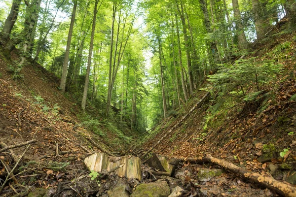 Dağlardaki ormanın içinde V şeklinde bir vadi olan manzara.