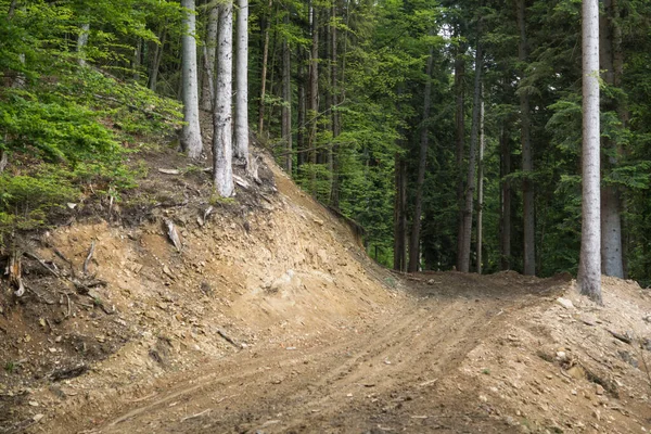 Bieszczady dağlarındaki tepelik bir arazide ormanın içinden geçen toprak yolu.