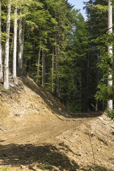 Bieszczady dağlarındaki tepelik bir arazide ormanın içinden geçen toprak yolu.