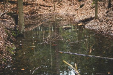 Ormanın içinde yerde yaprakları olan küçük bir göl.