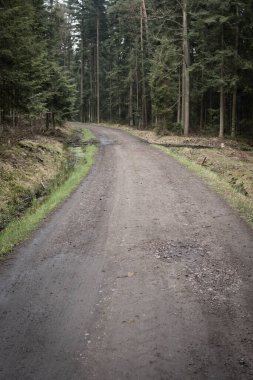 Çam ormanlı bir ormanın içinden geçen boş bir toprak yol.