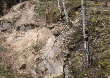 Uçurumun kenarındaki terk edilmiş kumtaşı ocağında huş ağacı yetişiyor. 