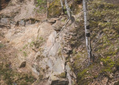 Uçurumun kenarındaki terk edilmiş taş ocağında büyüyen huş ağacı. 