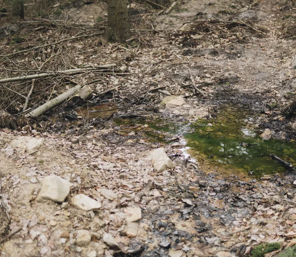 Pequeño Lago Dentro Bosque Con Hojas Tendidas Suelo —  Fotos de Stock