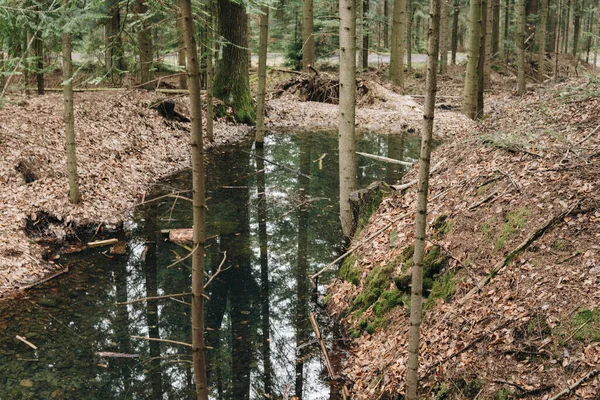 森の中に小さな湖があり地面に葉が敷かれています — ストック写真