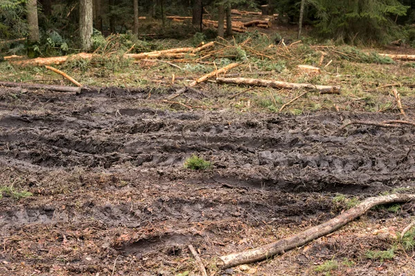 Terreno Umido Con Tracce Macchinari Pesanti All Interno Una Foresta — Foto Stock