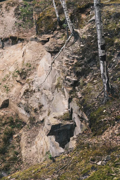 Birch Tree Growing Abandoned Sandstone Quarry Edge Cliff — Stock Photo, Image