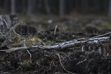Ormanda ağaç kestikten sonra gövde ile bir zemin ayrıntıları