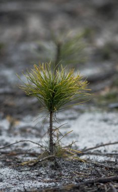 Kumlu bir zeminde büyüyen küçük bir çam ağacı bir ormanın başlangıcıdır.