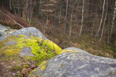 Sonbahar mevsiminde bir ormanın tepesinden manzaralı manzara
