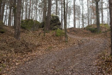 Polonya 'da sonbahar mevsiminde bir ormanın içinde yapraklarla kaplı kumtaşı şekilli manzara