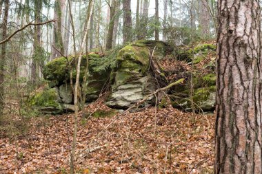 Polonya 'da sonbahar mevsiminde bir ormanın içinde yapraklarla kaplı kumtaşı şekilli manzara