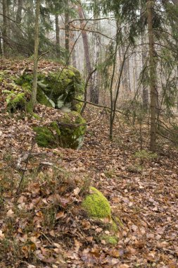 Polonya 'da sonbahar mevsiminde bir ormanın içinde yapraklarla kaplı kumtaşı şekilli manzara