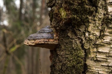 Sonbahar mevsiminde ağaç gövdesinde büyüyen çoklu gözenekli mantarların ayrıntıları