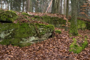 Polonya 'da sonbahar mevsiminde bir ormanın içinde yapraklarla kaplı kumtaşı şekilli manzara