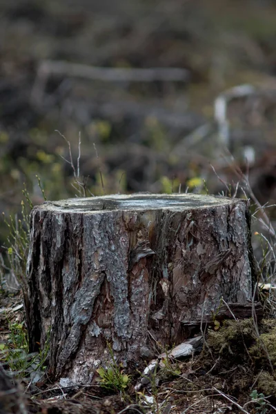 Detalhe Solo Com Troncos Depois Cortar Árvores Floresta — Fotografia de Stock