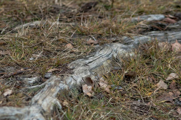 Radici Vecchio Albero Nel Solco Tra Erba — Foto Stock