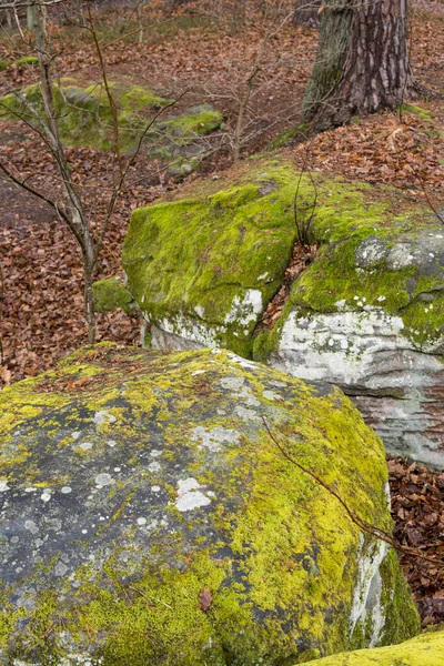 Paysage Avec Vue Depuis Une Colline Sur Une Forêt Pendant — Photo