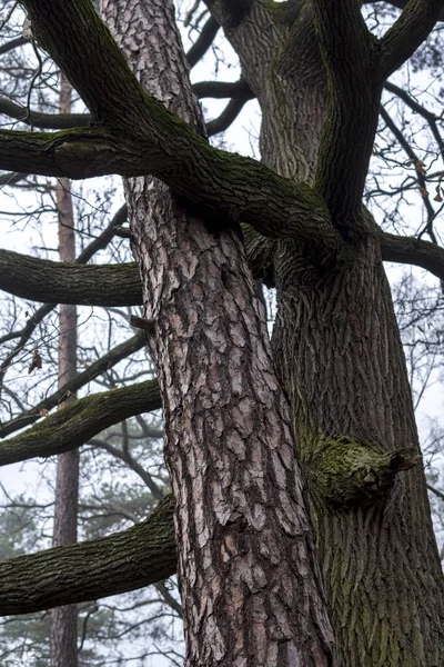 two types of trees hugging each other