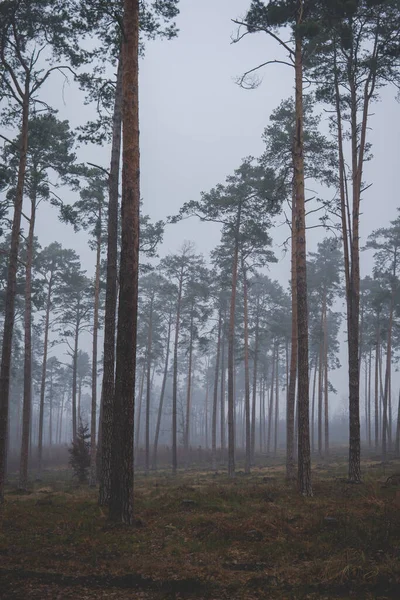 Táj Fenyőfa Erdőben Ködös Nap — Stock Fotó